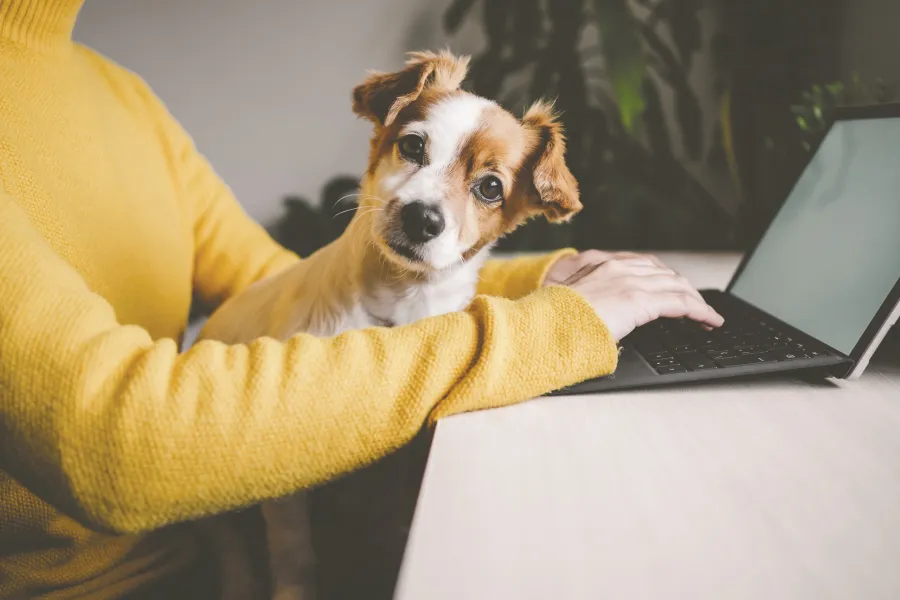 Zukunftsarchitekt gesucht! Du bist IT-Experte, Prozessdenker oder Vertragsguru?